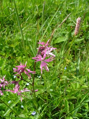 Firletka poszarpana - Lychnis flos-cuculi
