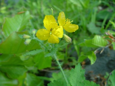 Glistnik jaskółcze ziele - Chelidonium majus