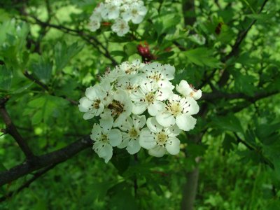 Głóg dwuszyjkowy - Crataegus laevigata