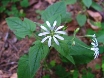 Gwiazdnica gajowa - Stellaria nemorum