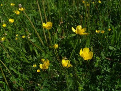 Jaskier ostry - Ranunculus acer