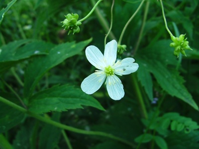 Jaskier platanolistny - Ranunculus platanifolius