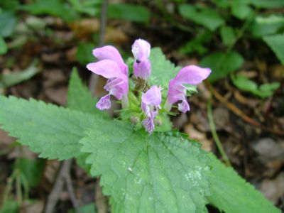 Jasnota plamista - Lamium maculatum