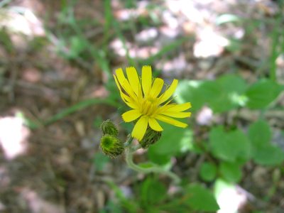 Jastrzębiec leśny - Hieracium murorum, Hieracium sylvaticum
