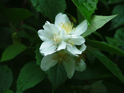 Jaśminowiec wonny - Philadelphus coronarius