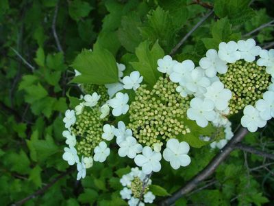 Kalina koralowa - Viburnum opulus