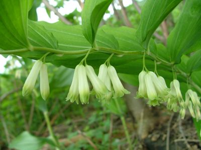 Kokoryczka wielokwiatowa - Polygonatum multiflorum