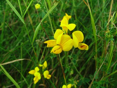 Komonica zwyczajna - Lotus corniculatus