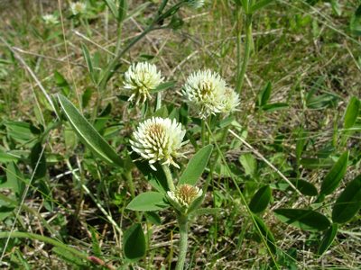 Koniczyna pagórkowa - Trifolium montanum