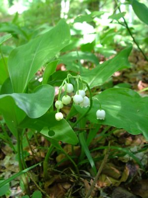 Konwalia majowa - Convallaria majalis