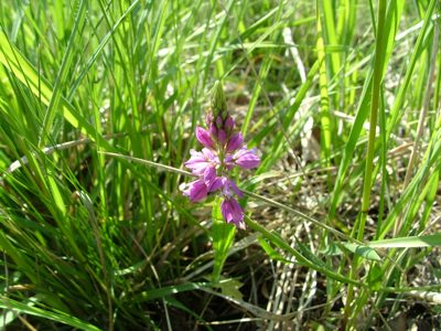 Krzyżownica czubata - Polygala comosa