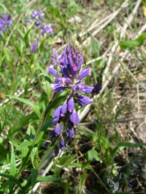Krzyżownica zwyczajna - Polygala vulgaris