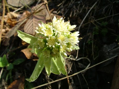 Lepiężnik biały - Petasites albus