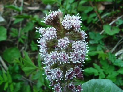Lepiężnik różowy - Petasites officinalis, Petasites hybridus