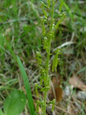 Listera jajowata - Listera ovata